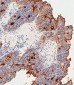CEACAM Antibody (N-term)